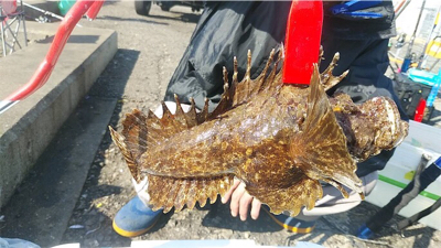 ゲキ渋メジロ釣行