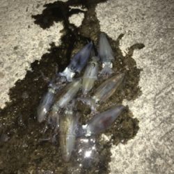 初めてのヒイカゲーム