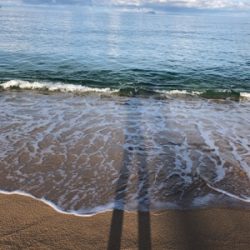 サーフシーバス