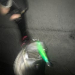 またまたマイワシ