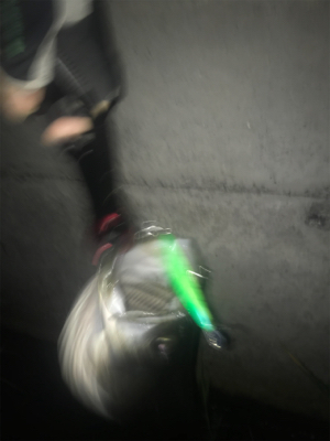 またまたマイワシ