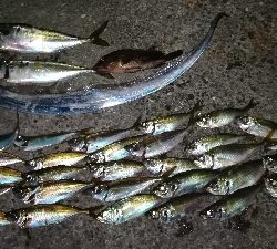 ナイトアジング