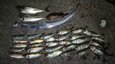 ナイトアジング