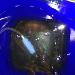 ２０㎝アップは出ず