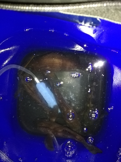 ２０㎝アップは出ず