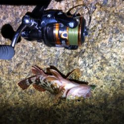 超低潮位でのメバリング