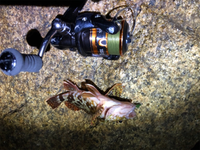 超低潮位でのメバリング