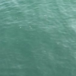 大在公共埠頭 ジグサビキ