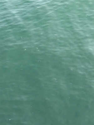 大在公共埠頭 ジグサビキ