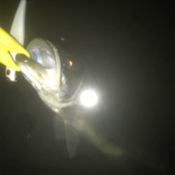 短時間で数釣り！