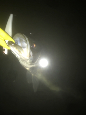 短時間で数釣り！