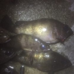 満月メバリング3days 2日目