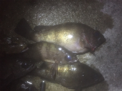 満月メバリング3days 2日目