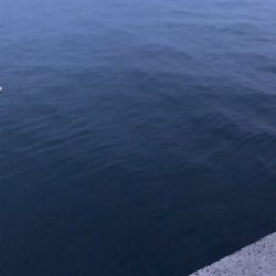 ロックフィッシュゲーム