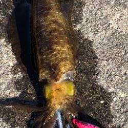 この時期にしちゃちっちゃ⁈