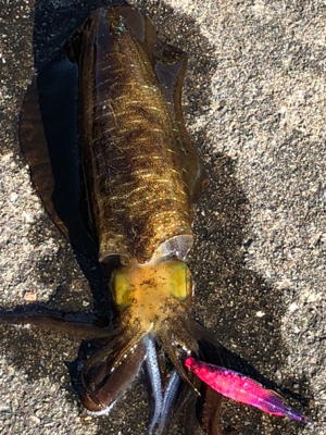 この時期にしちゃちっちゃ⁈