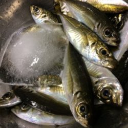 結局地元アジング(´-ω-`)