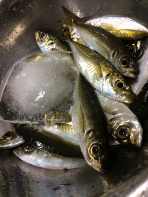 結局地元アジング(´-ω-`)