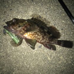 根魚よく釣れました