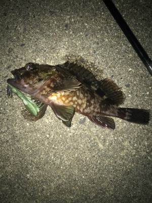 根魚よく釣れました