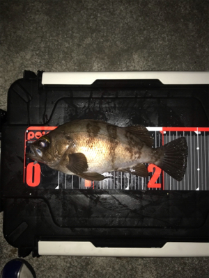 アジング撃沈後のマイメバリング開幕