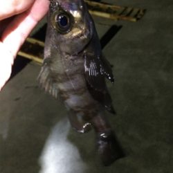 マリンピア沖洲でライトゲーム