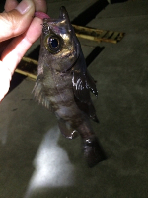 マリンピア沖洲でライトゲーム