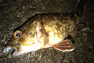 プラグが効かない…