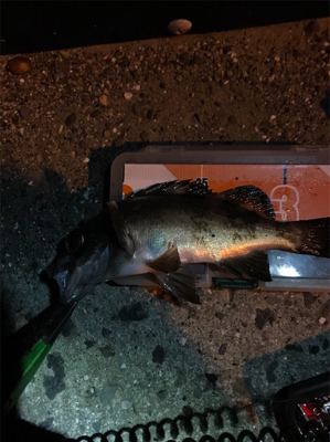 続ライトゲーム