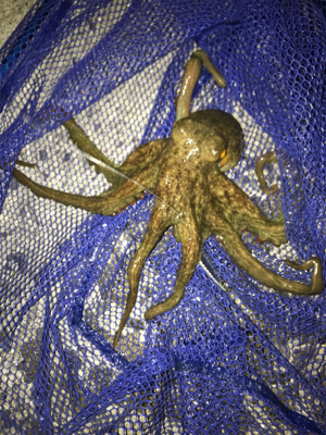 帰宅ついでの釣り