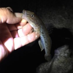 ナイトメバリング