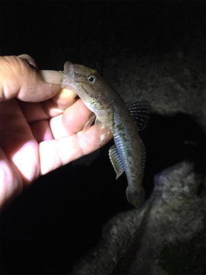 ナイトメバリング