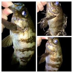 シーバサー0635〜0735メバリスト1810〜1846