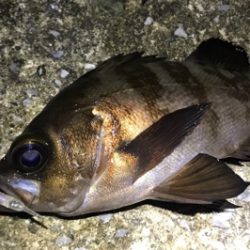 久しぶりのアジの群れ