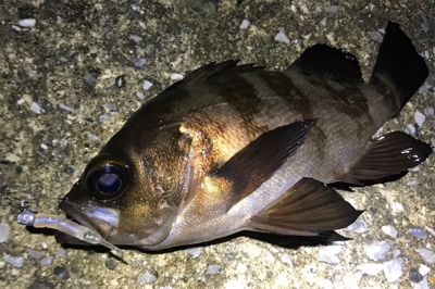 久しぶりのアジの群れ