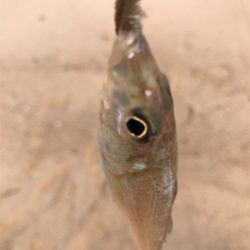 久しぶりの松原