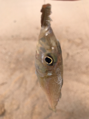 久しぶりの松原