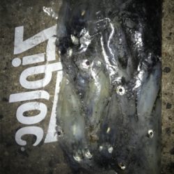 かなりムラのあるヒイカ釣りσ(^_^;)