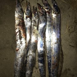 湾奥が賑やかになってきました