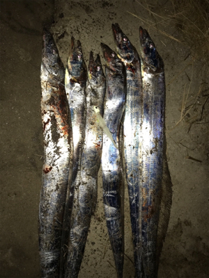 湾奥が賑やかになってきました