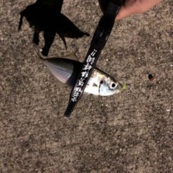 完敗からの安パイ