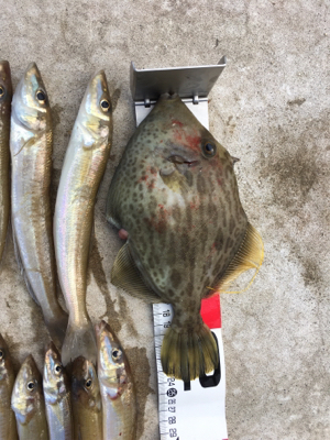 落ちギス狙い！