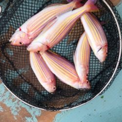 イトヨリそこそこ