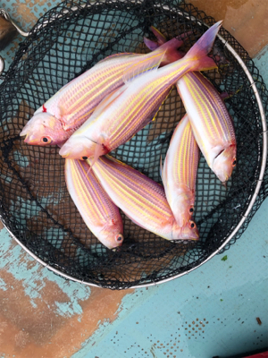 イトヨリそこそこ