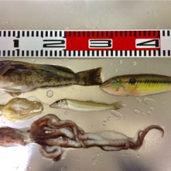 可愛い〜カレイ