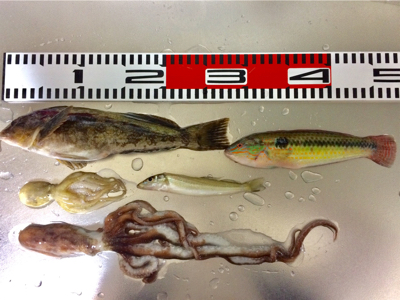 可愛い〜カレイ