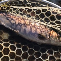 ルアーの引き出し