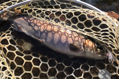 ルアーの引き出し