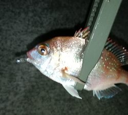 ナイトアジング