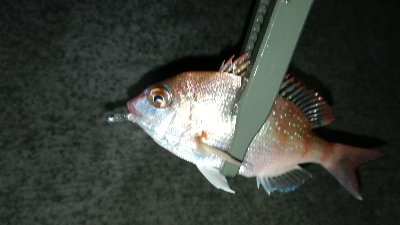 ナイトアジング